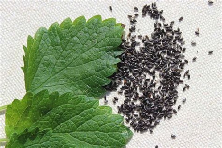 How do you start Lemon Balm seeds