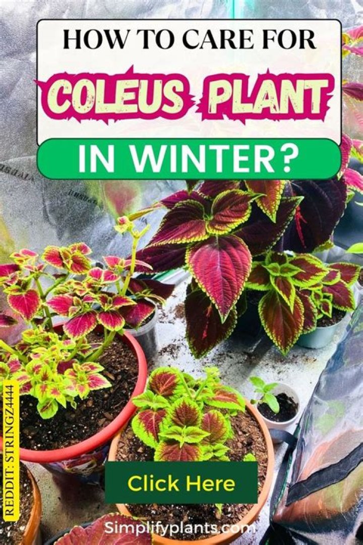 How do you winterize a coleus plant