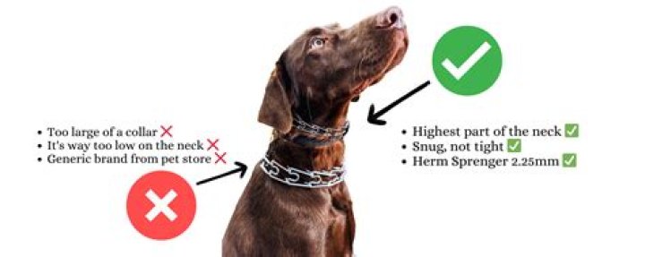 How does a shock collar work on dogs