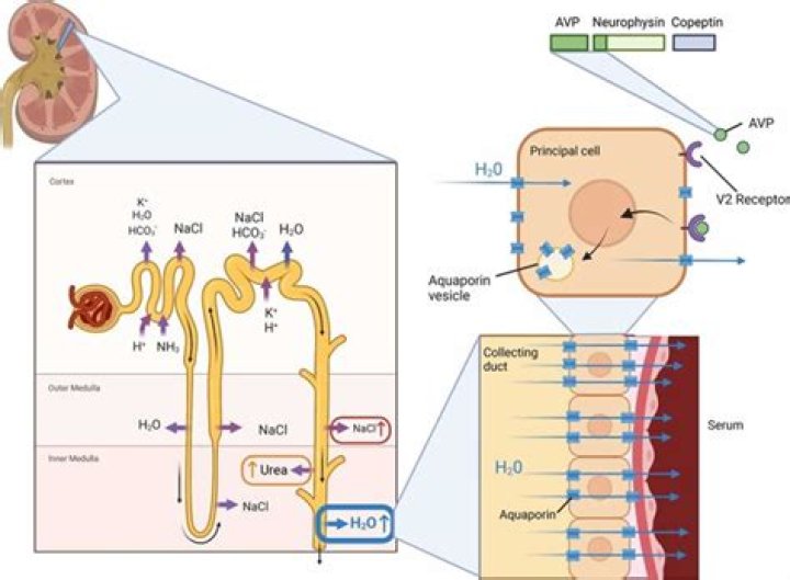 How does ADH work in the nephron