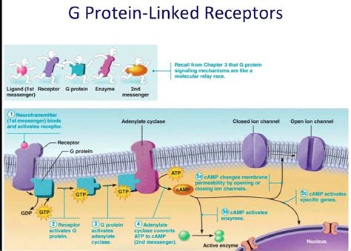 How does G protein activates adenylate cyclase
