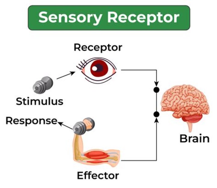 How does information from sensory receptors get to the brain