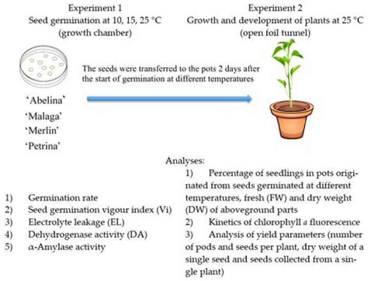 How does light affect the germination of seeds