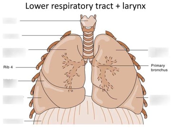 How does the larynx protect the lower respiratory tract