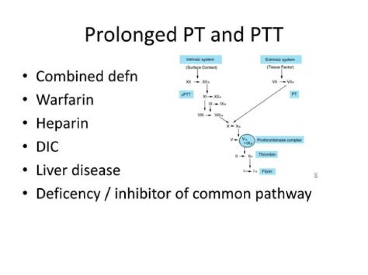 How does warfarin affect PT