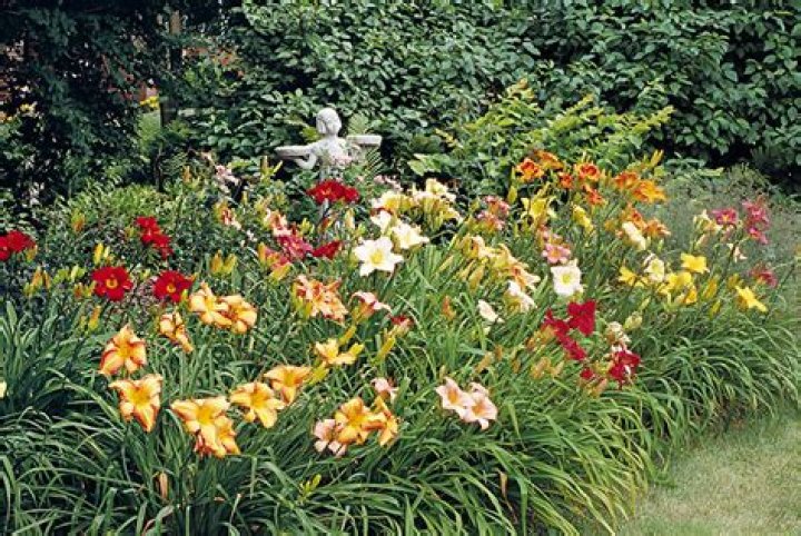 How far apart do I plant daylilies