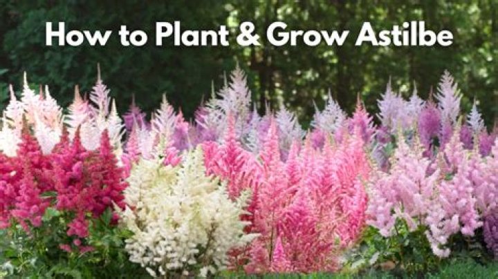 How far apart do you plant astilbe