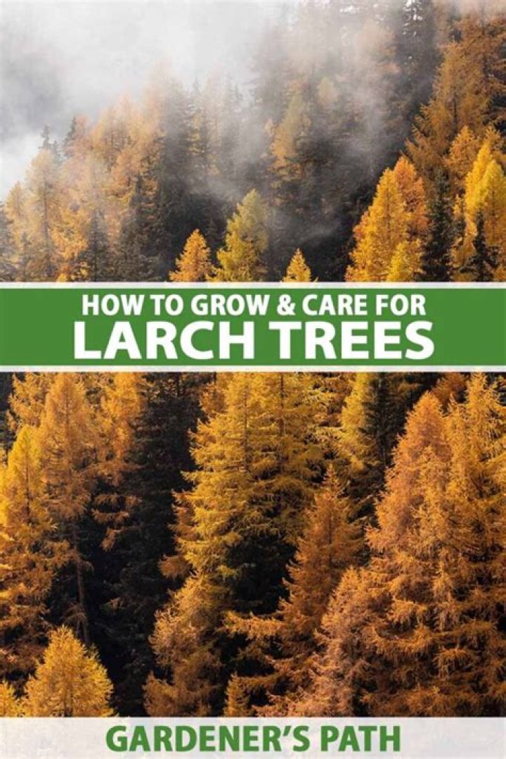 How fast do larch trees grow