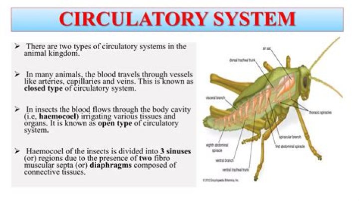 How is an insect circulatory system best described