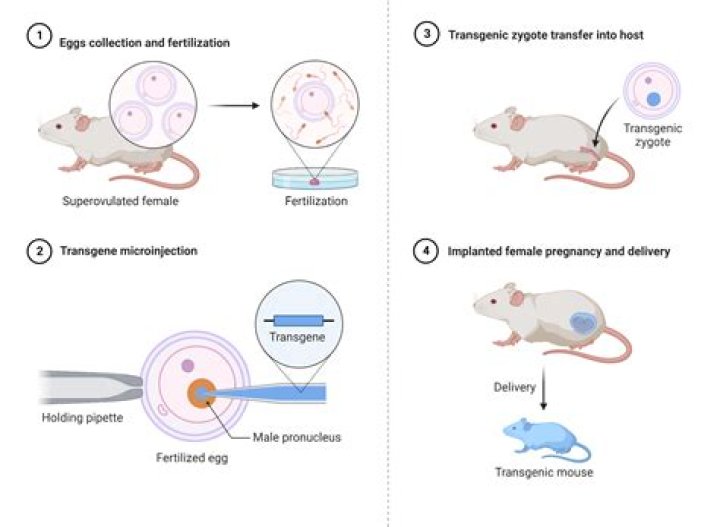 How is light produced by the transgenic flies