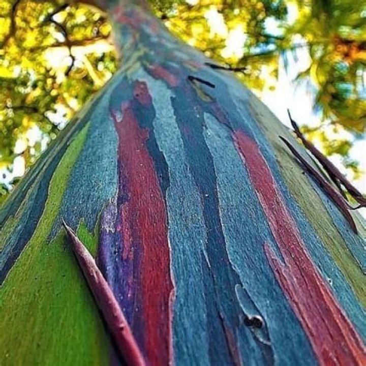How long can rainbow eucalyptus live