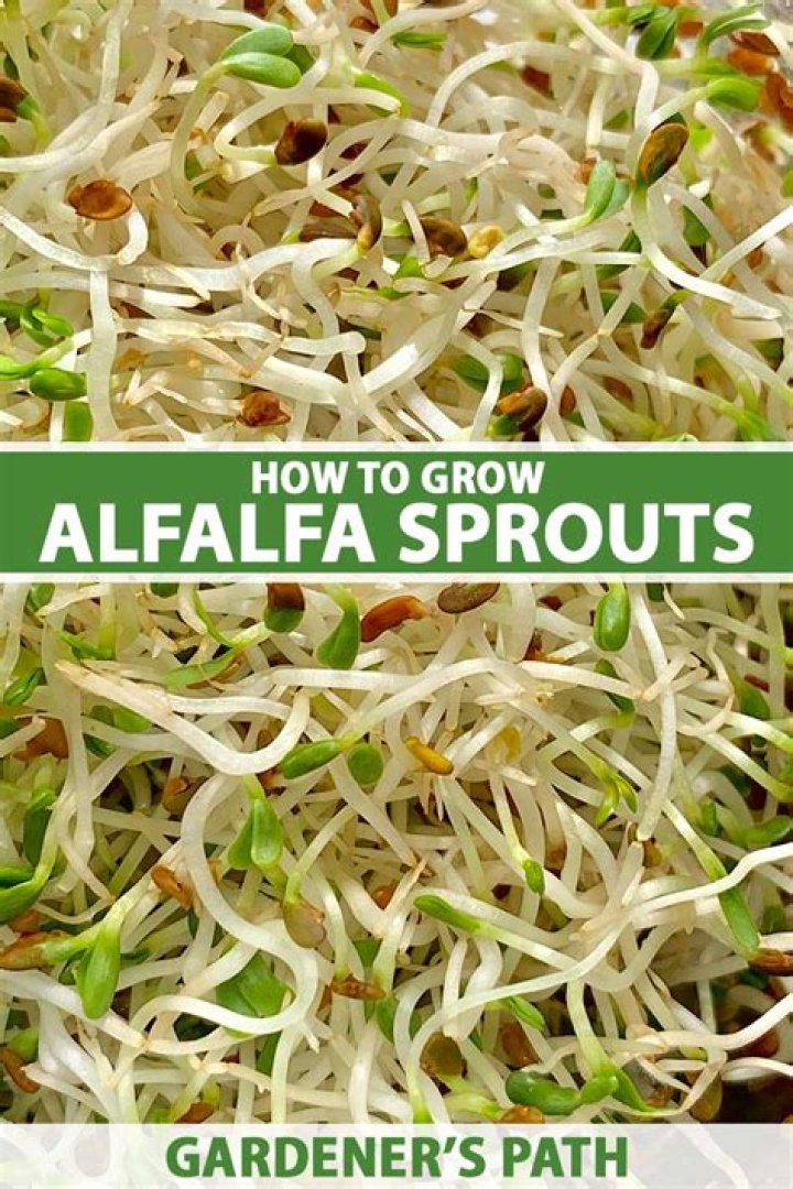 How long do alfalfa sprouts keep