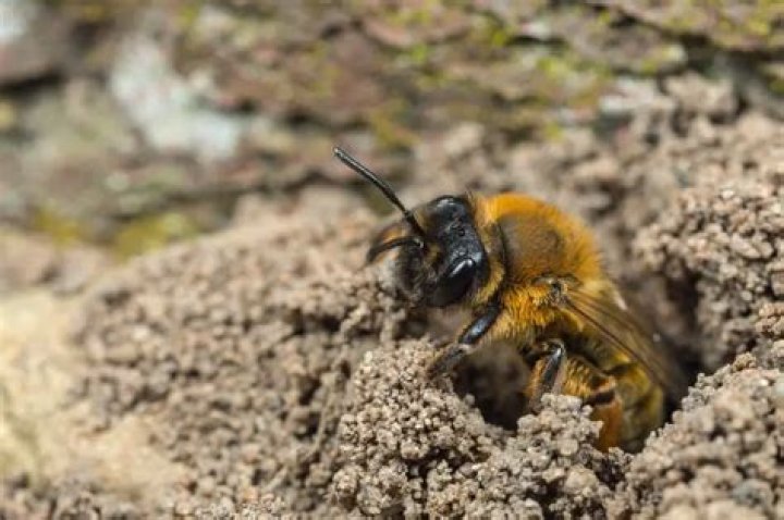 How long do ground bees stay