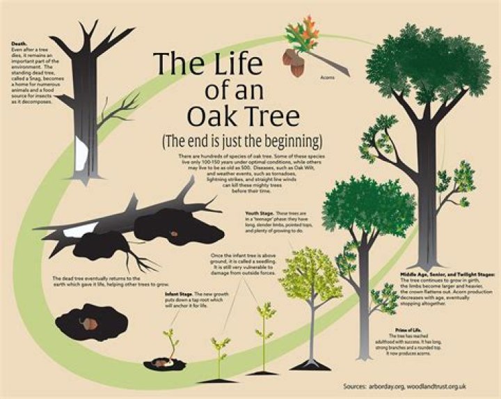 How long does it take for an oak tree to mature