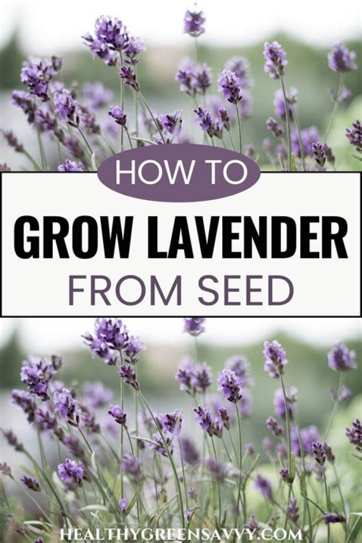 How long does it take for lavender to flower