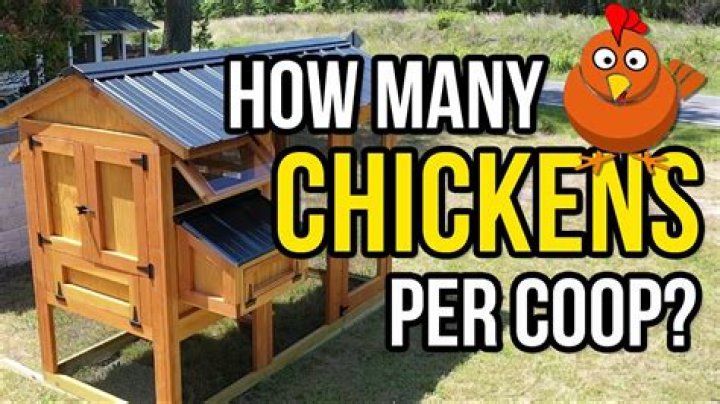How many chickens do I need for an 8×10 coop
