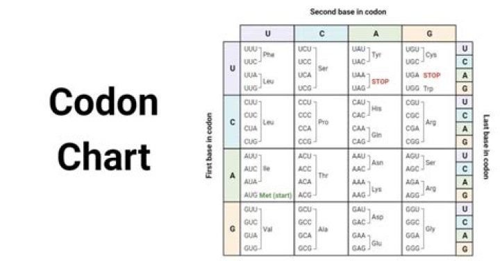 How many codons are there
