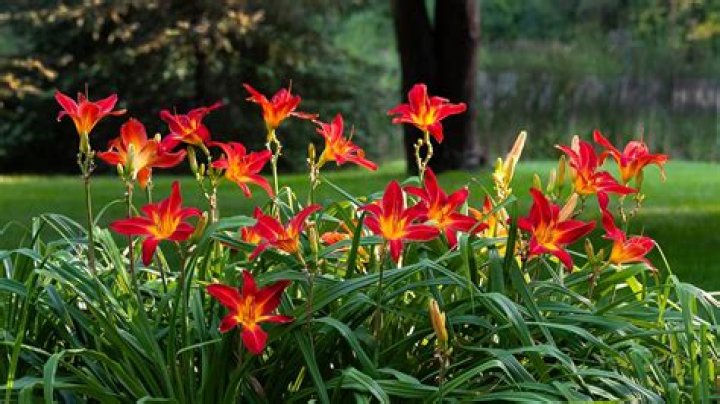 How many times a year do daylilies bloom
