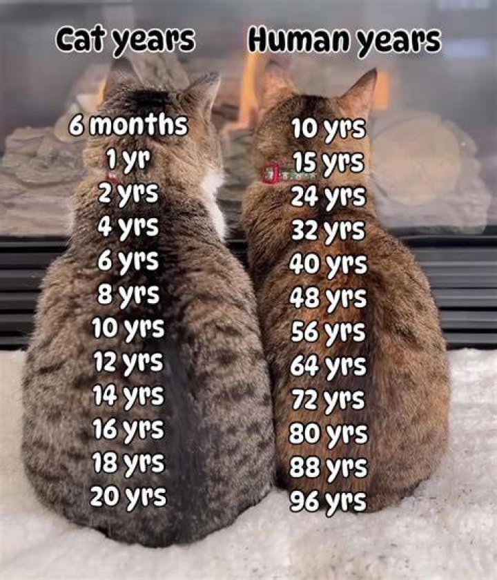 How Many Years Is 3 Years In Dog Years