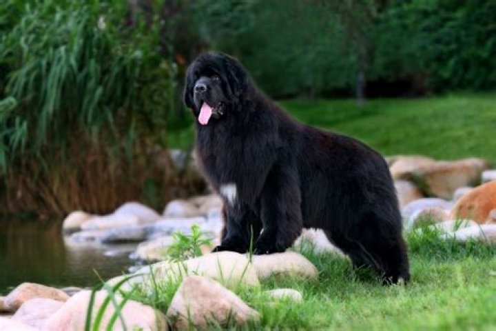How Much Does A Puppy Newfoundland Dog Cost