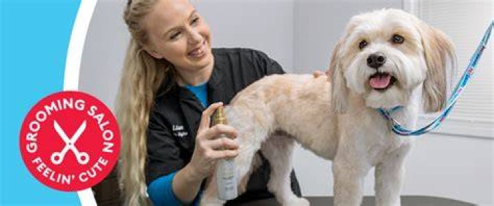 How Much Is Small Dog Grooming At Petsmart