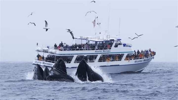 How much is whale watching in Monterey