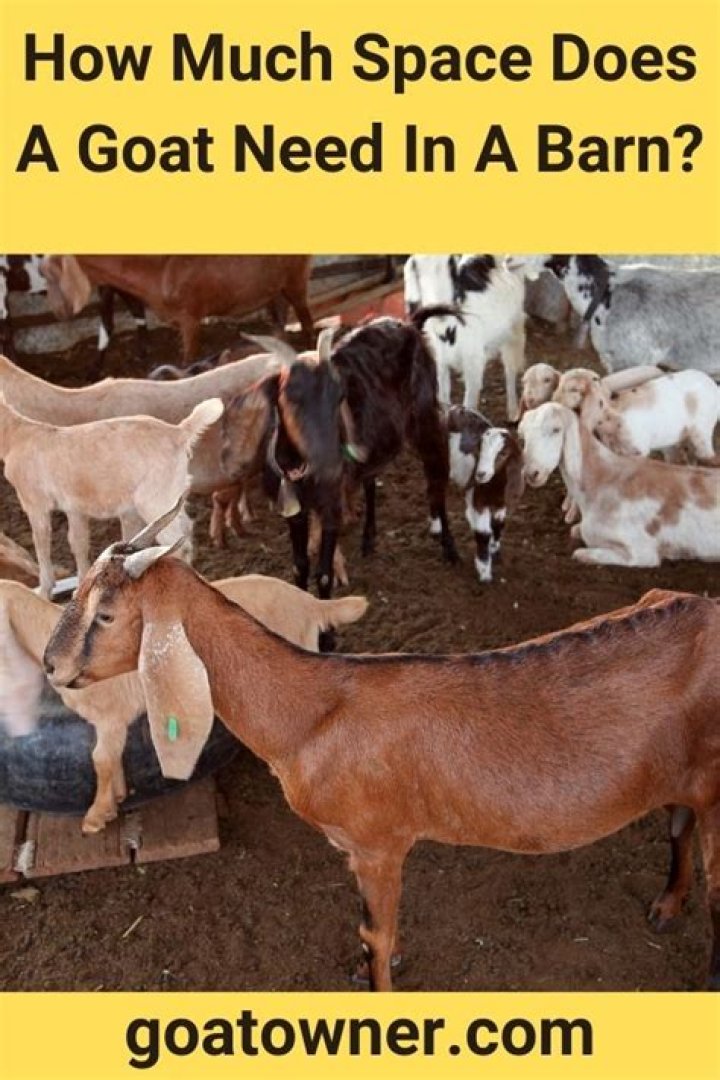 How much space does a Boer goat need