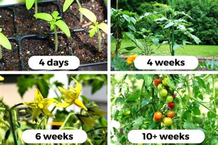 How tall do heirloom tomato plants get