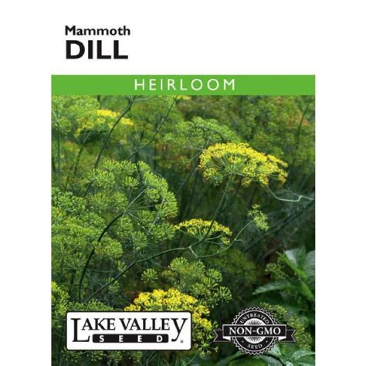 How tall does mammoth dill get