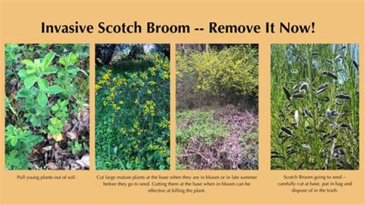How tall does Scotch broom get