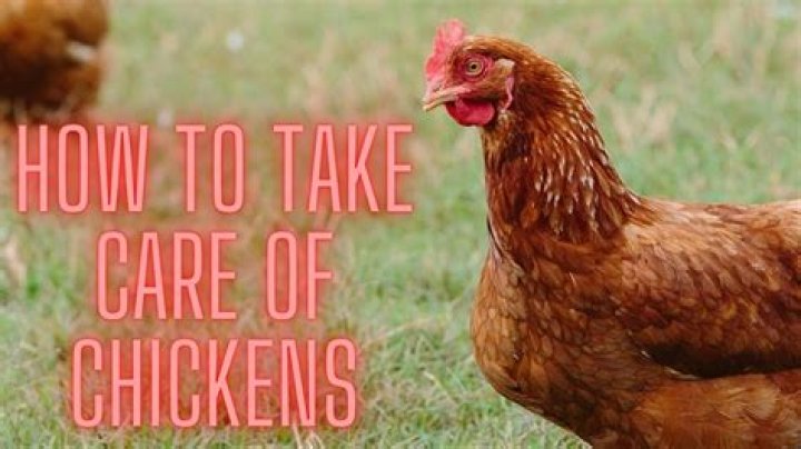 How to take care of chickens