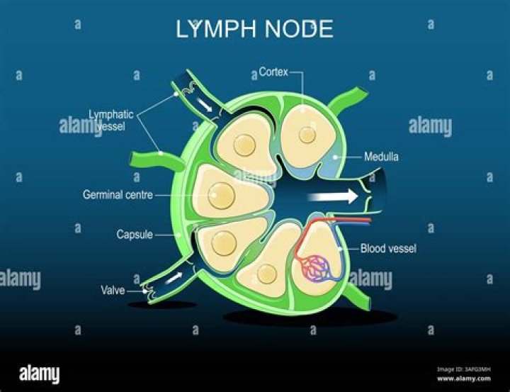 Is a 1.2 cm lymph node normal