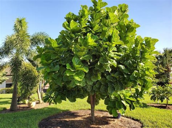Is a fiddle leaf fig a philodendron