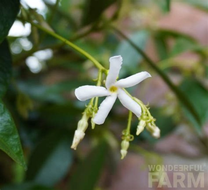 Is Asian jasmine deer resistant