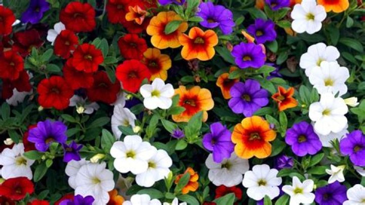 Is Calibrachoa an annual or a perennial
