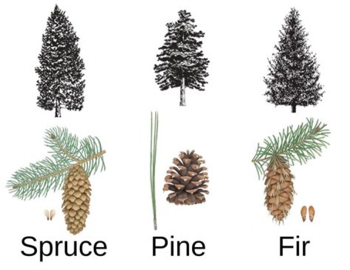 Is Cedar stronger than spruce