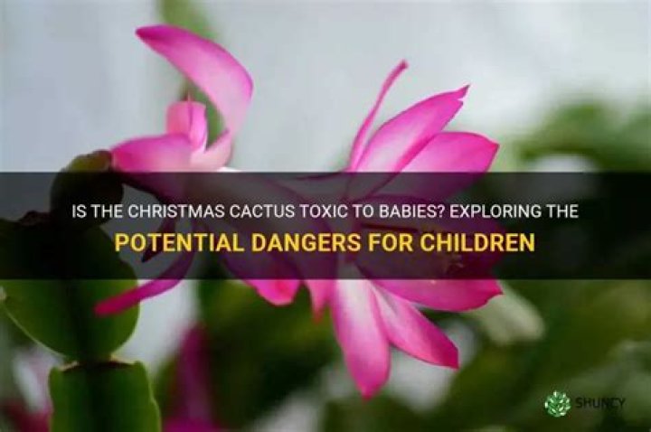 Is Christmas cactus toxic to babies