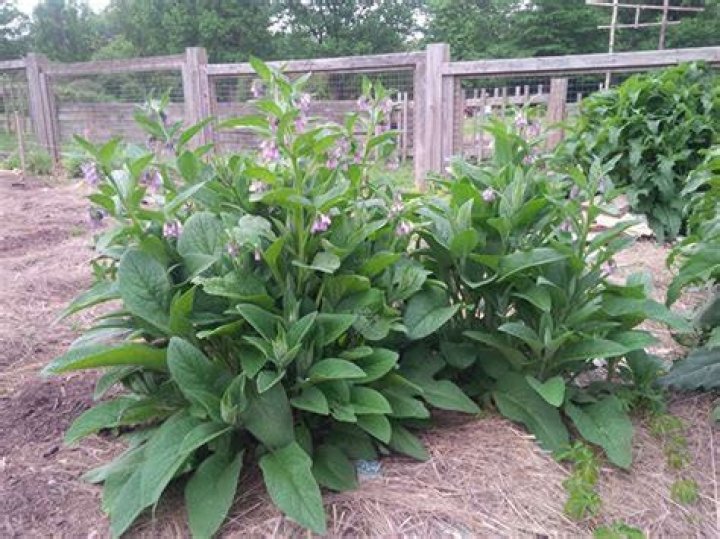 Is Comfrey easy to grow