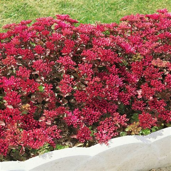 Is creeping red sedum invasive