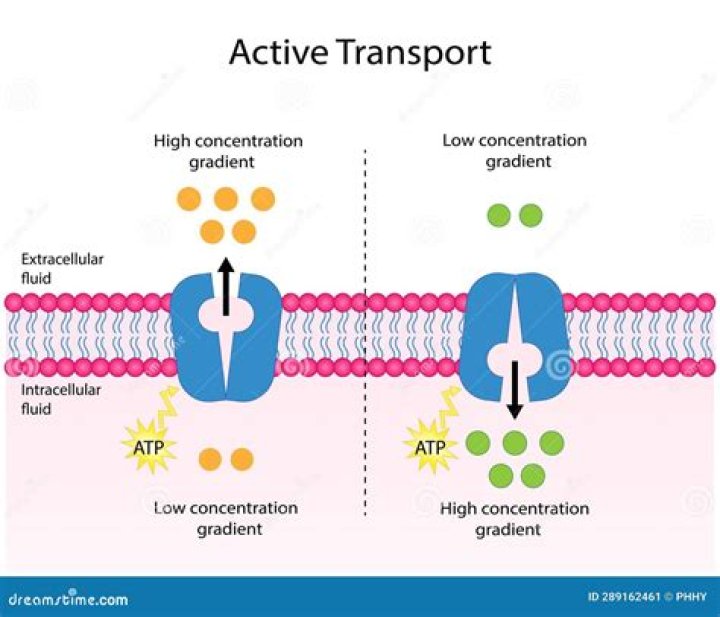 Is diffusion an example of active transport