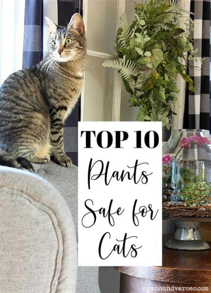 Is dypsis Lutescens safe for cats