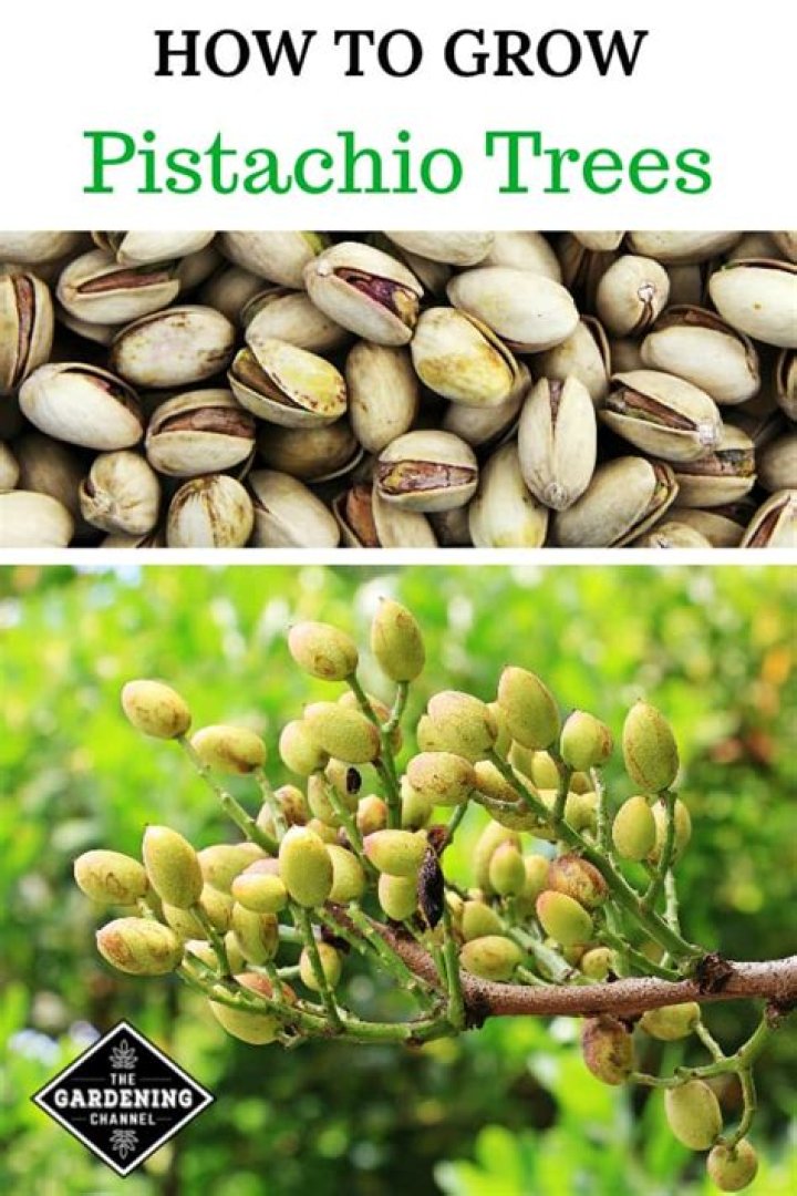 Is it hard to grow pistachios