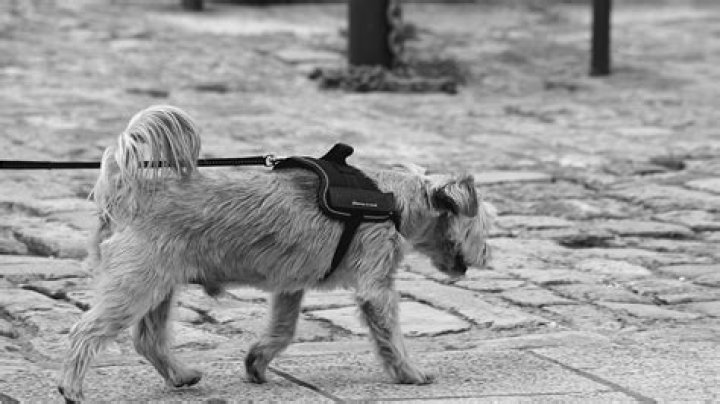 Is it okay to keep dogs on a leash in the house