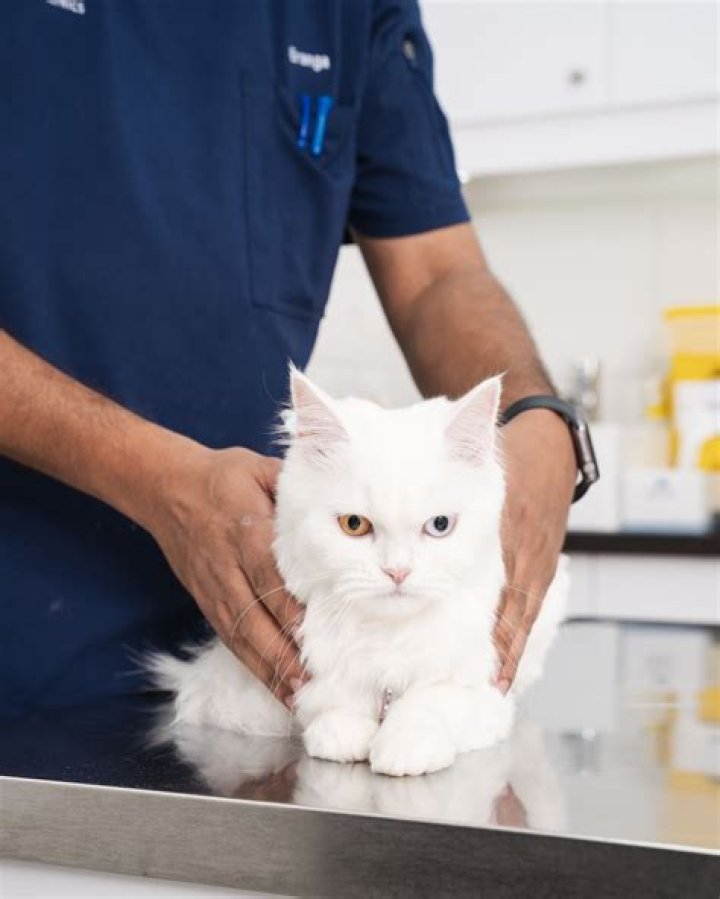 Is nutmeg bad for cats