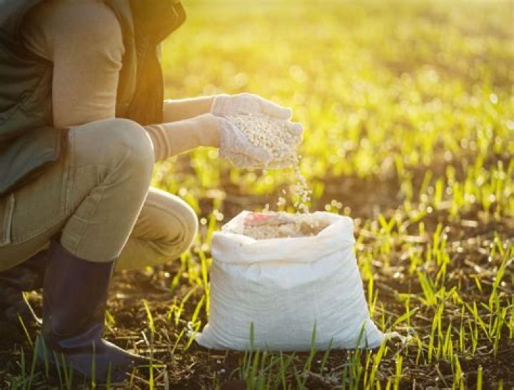 Is organic lawn fertilizer better