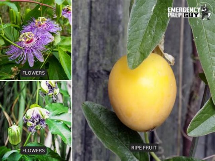 Is passion fruit the same as maypop