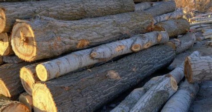 Is Poplar a good wood to burn