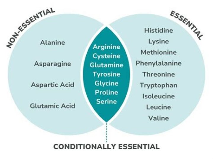 Is proline essential or nonessential