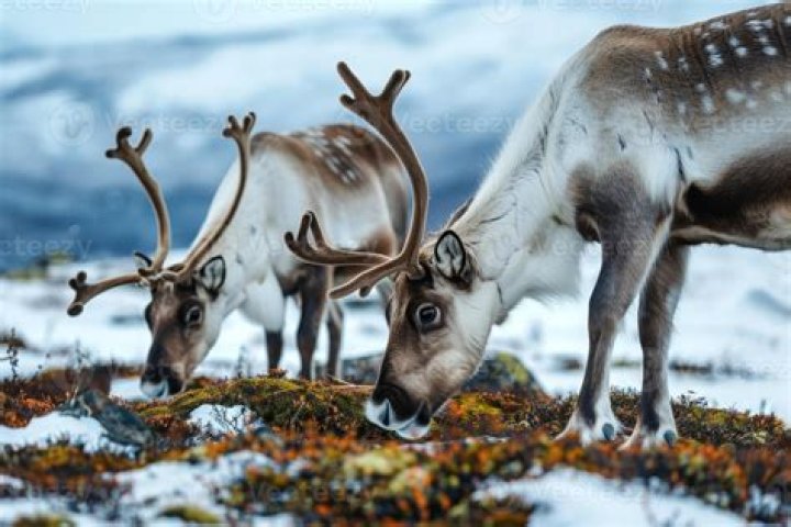 Is reindeer lichen a producer