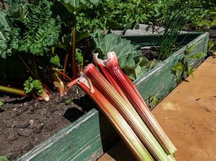 Is rhubarb in season UK